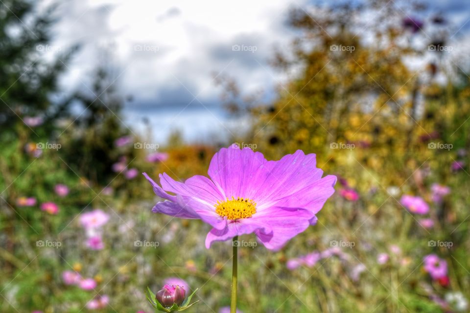 November blooms