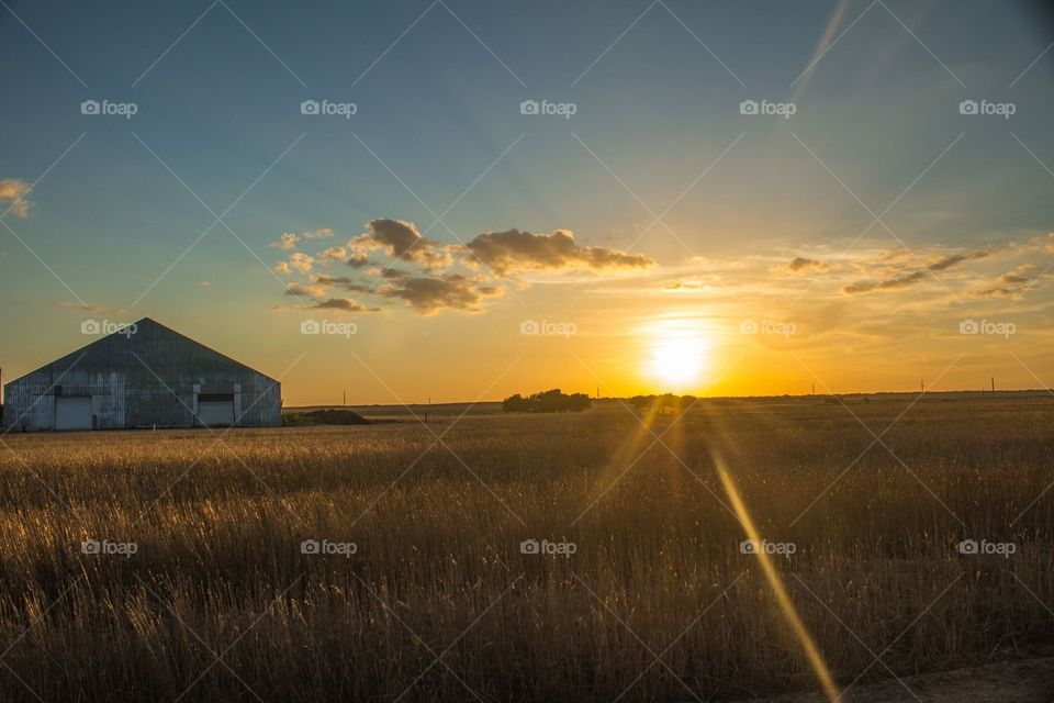 Field sunset 