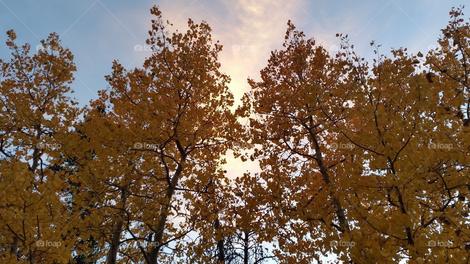 Autumn trees at sunset
