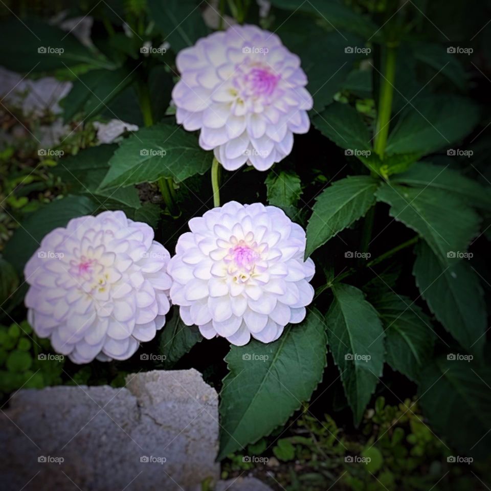 Simple, elegant, chic, and sophisticated flower called Eveline dahlia. 