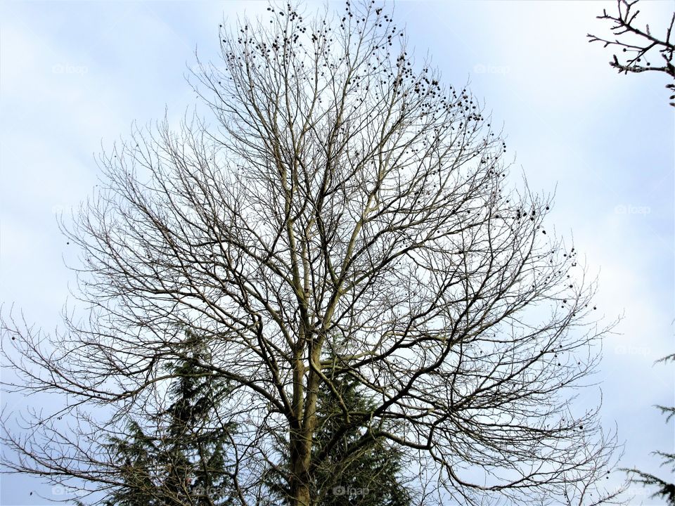 seeds on a sugar gum tree