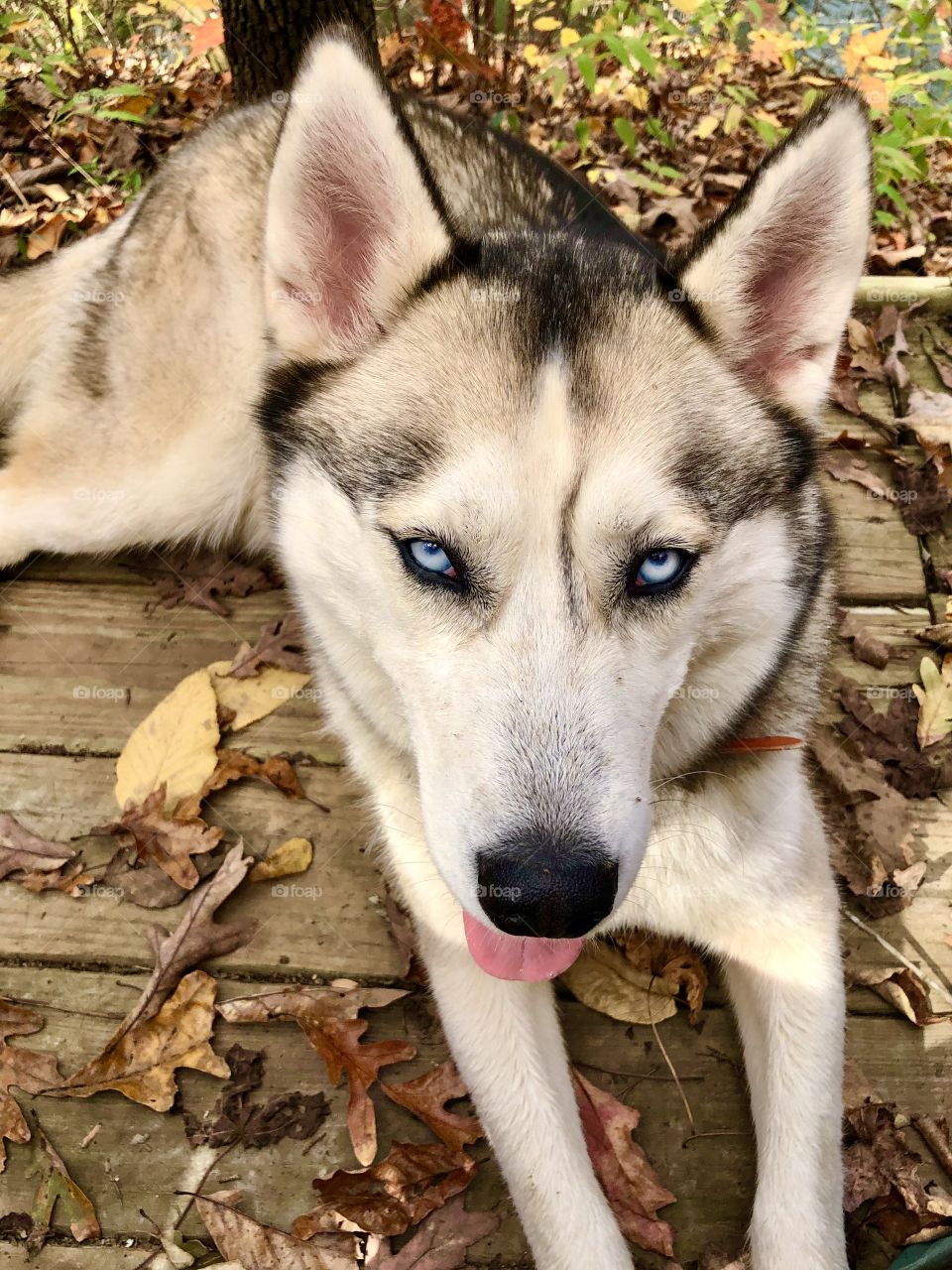Dog taking a break during hike on forest trails 