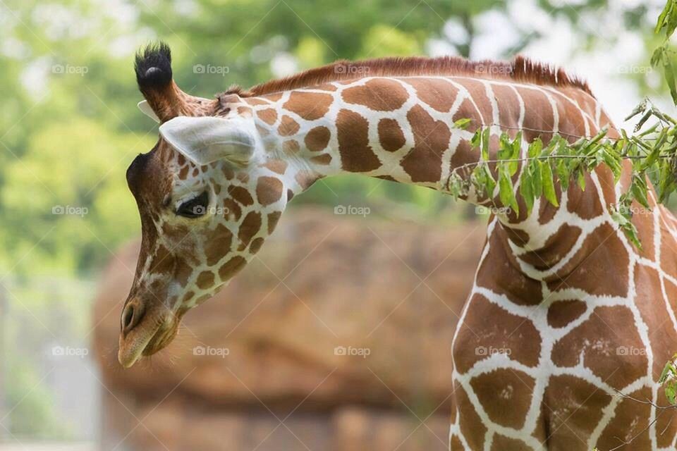 Giraffe