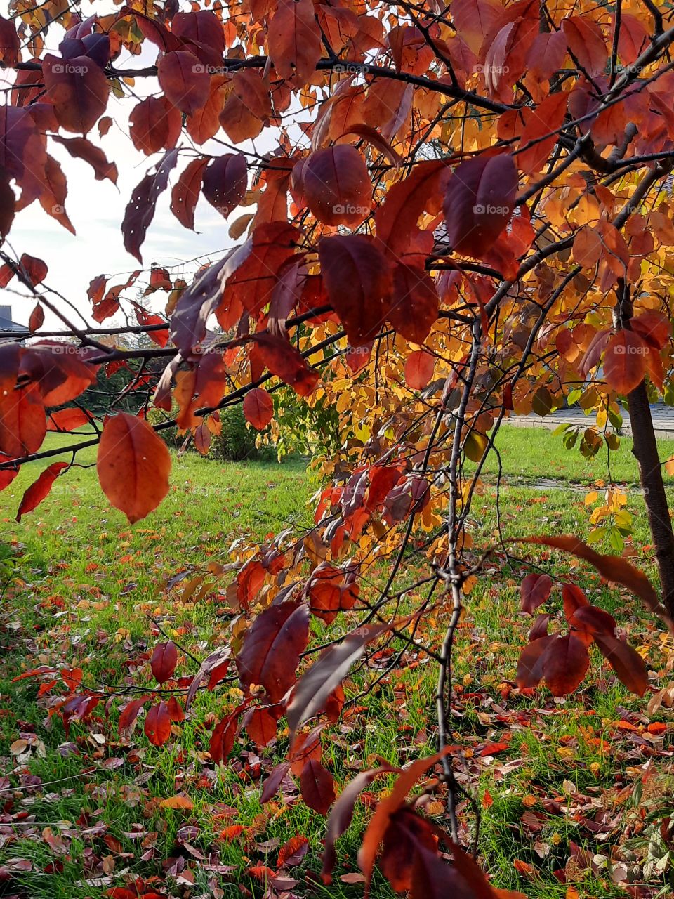 autumn colours  of bird cherry