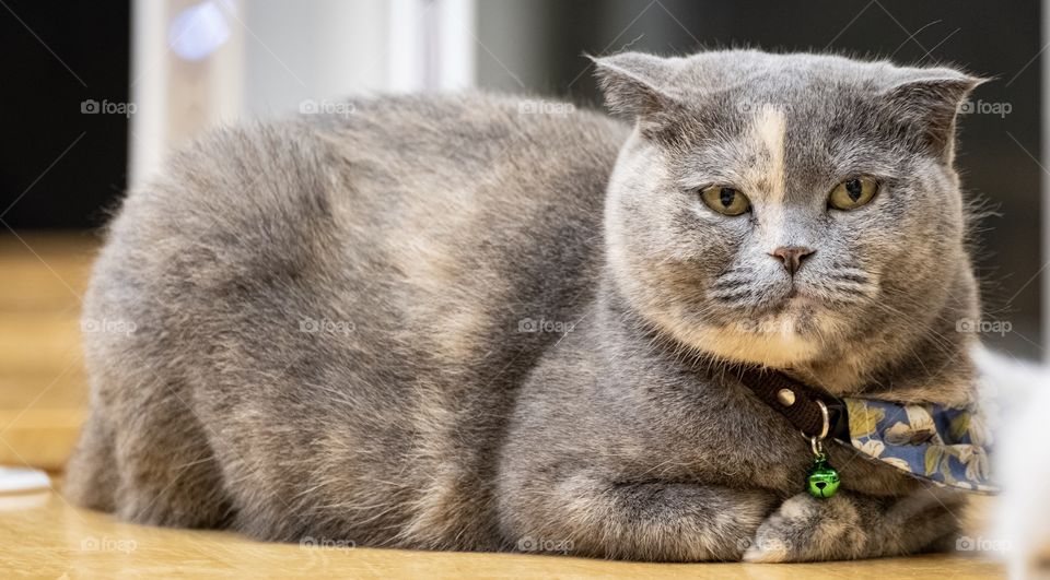 Cute cat is sitting at cat cafe shop in Bangkok Thailand