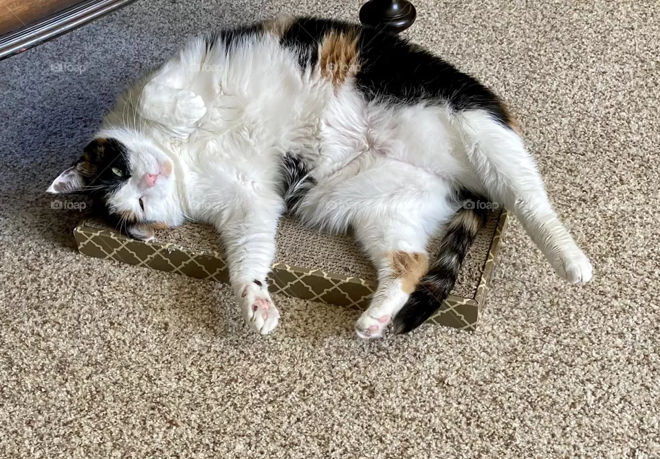 She thinks she fits