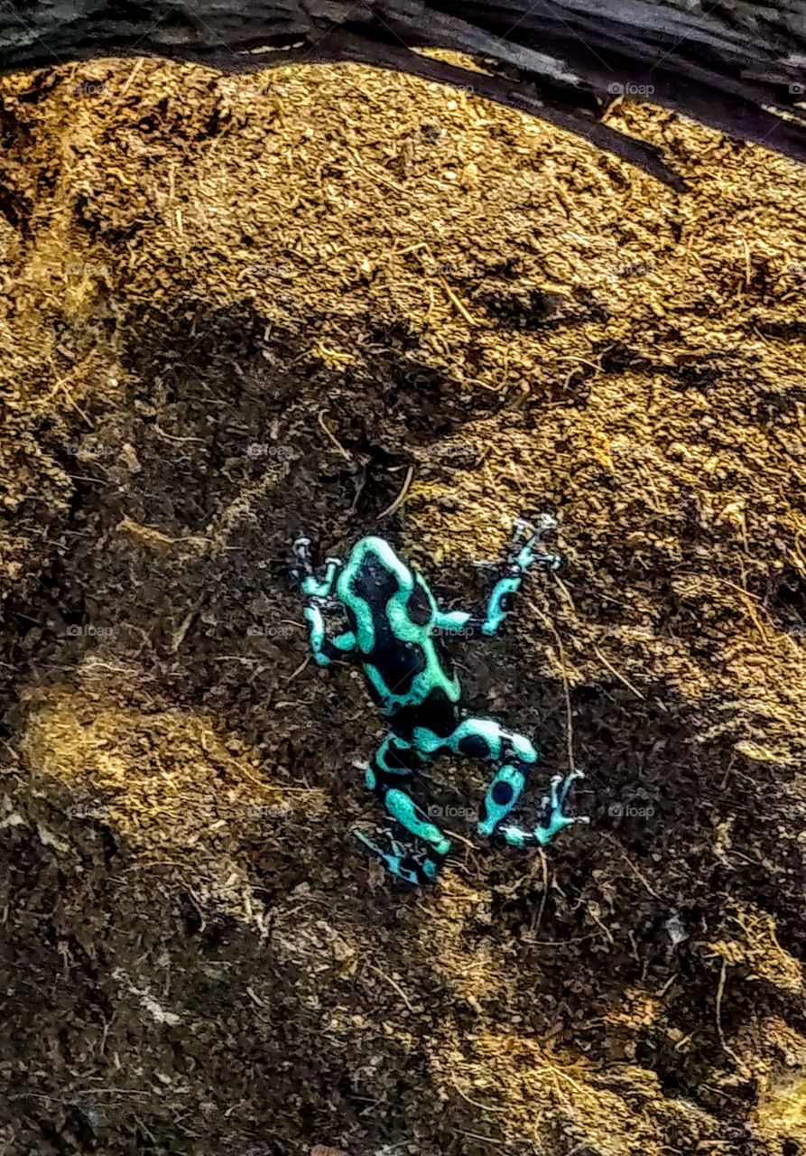 Poisonous Frog