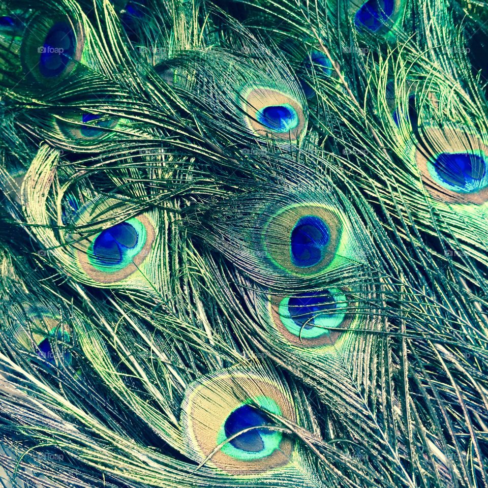 Full frame of peacock feathers