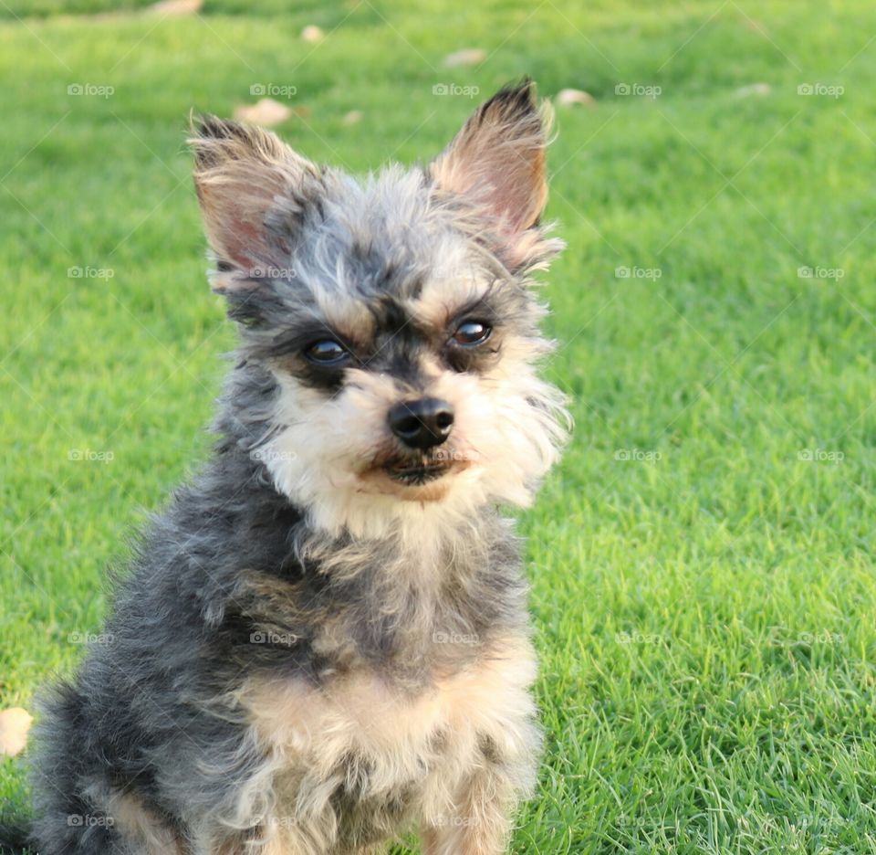 Cute Yorkie Dog on grass