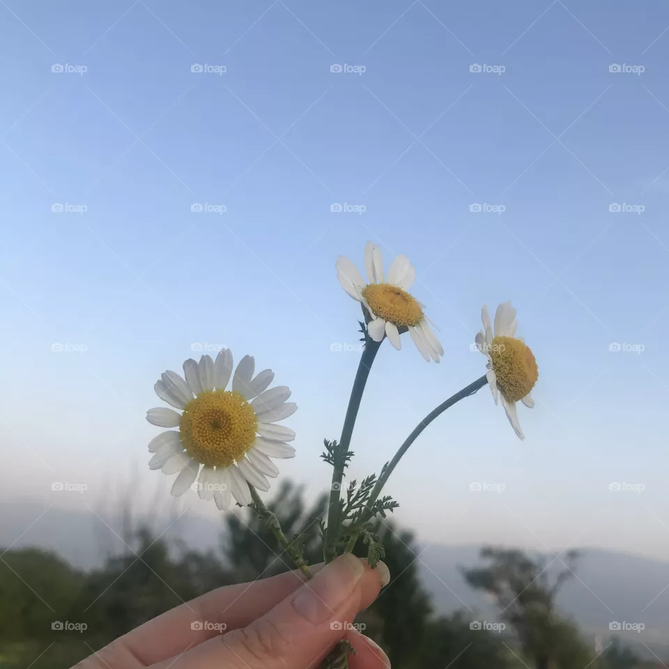 Daisy