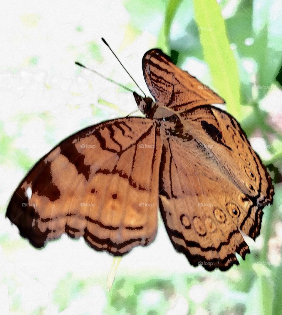 Junonia hedonia, brown pansy, brown sissy, army brown or brown argus, is a butterfly found in Southeast Asia, Indonesia, and Australia