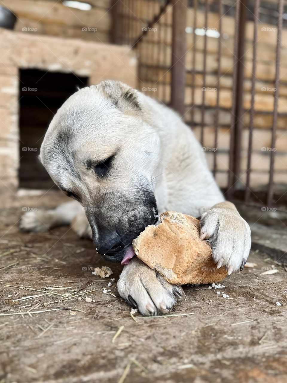 Puppy of the Central Asian Shepherd Dog with a loaf of bread