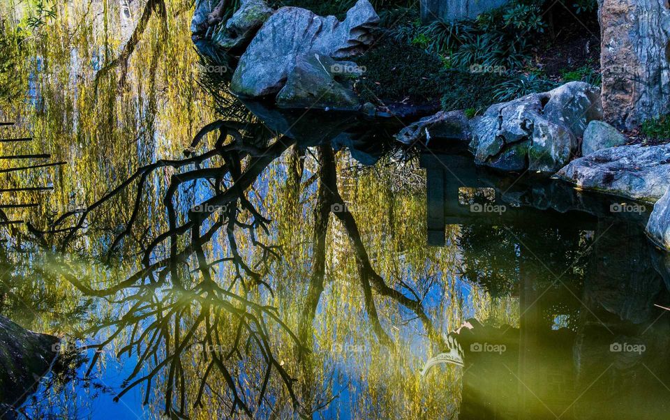 Reflection bare tree in lake