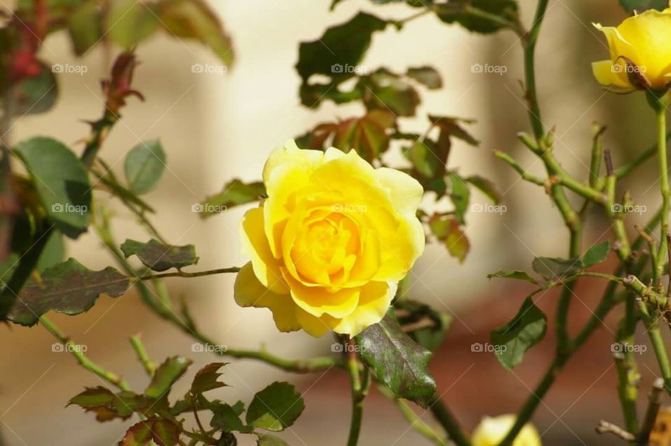 A little bit of yellow makes anyone smile 🌻