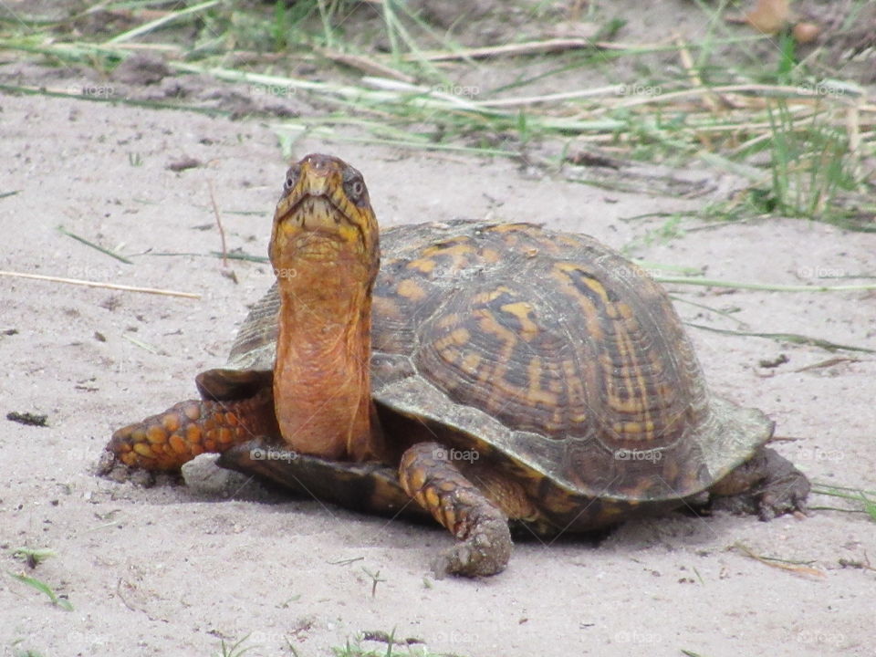 Eastern box turtle crossing over the sand