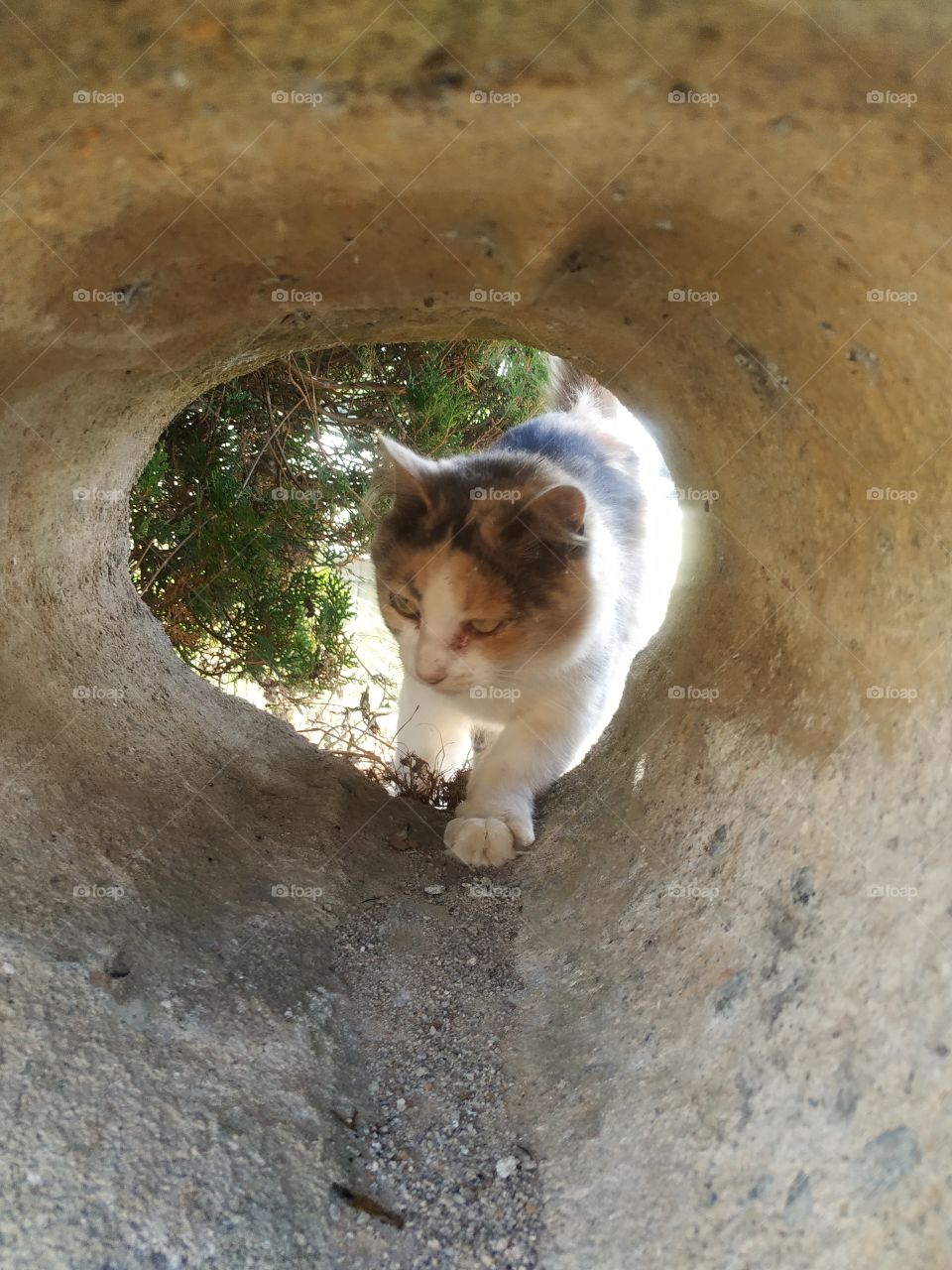 gato no tunel