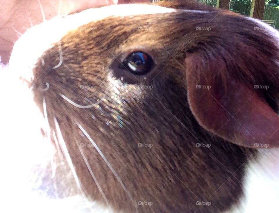Up close guinea pig