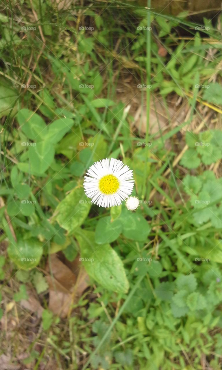 daisy. wildflowers