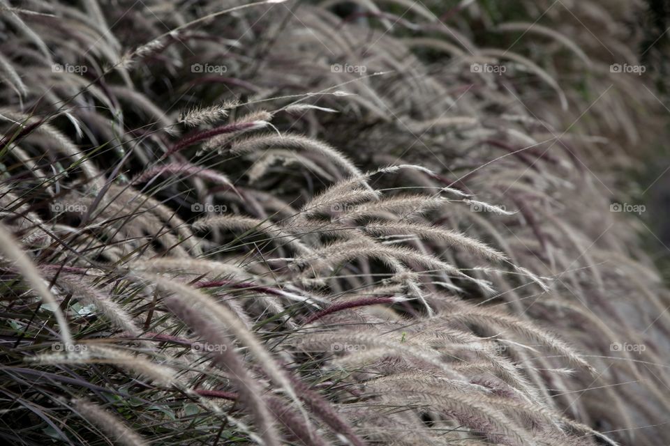 Soft grasses