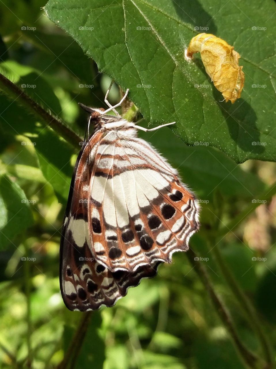 A butterfly after emerged from its chrysalis.
May 17, 2021
09:55am