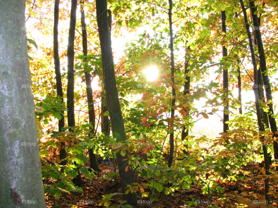 Autumn in the forest