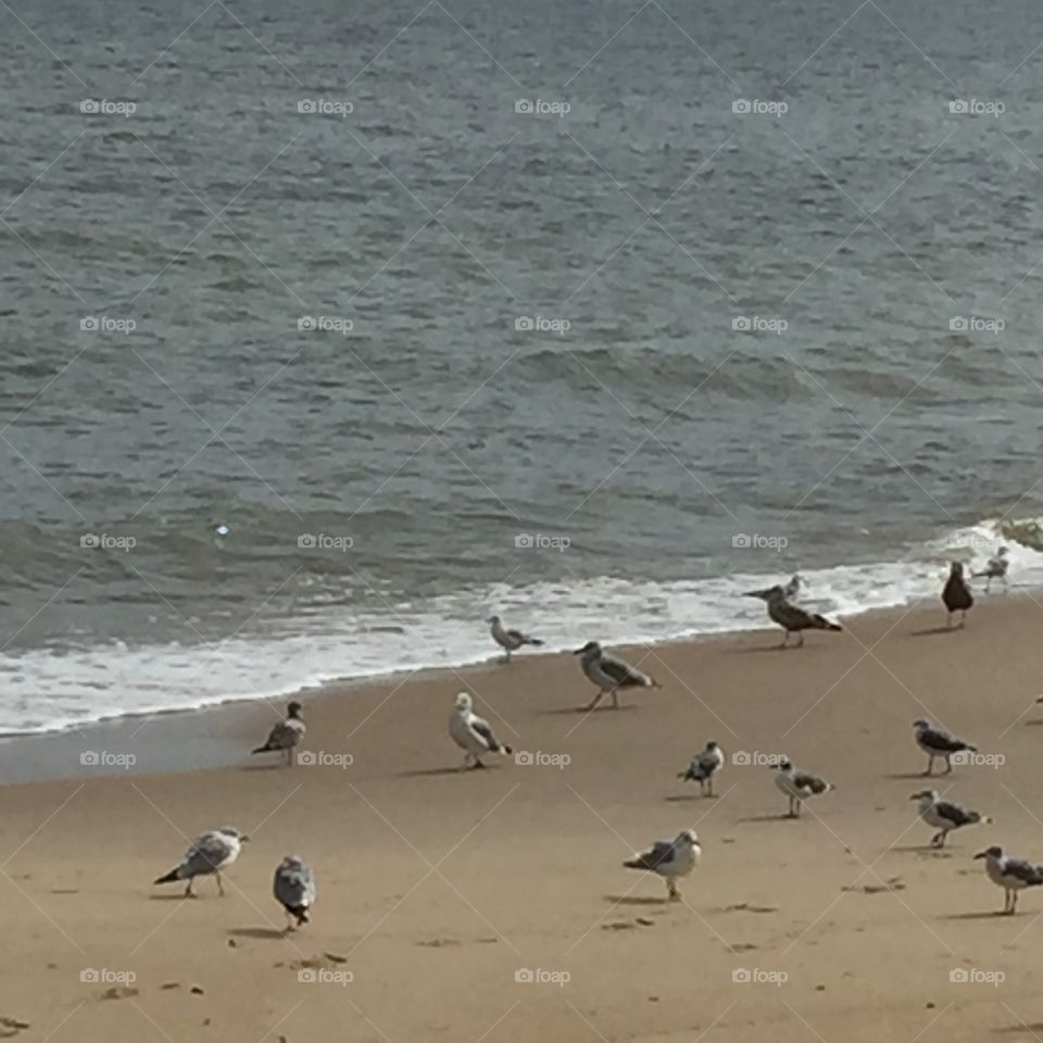 Seagull reunion 