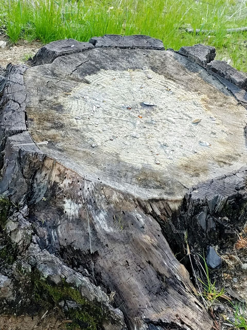 Beautiful Giant Tree stump