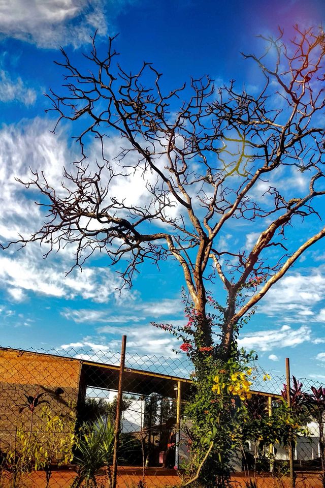 Magic Tree