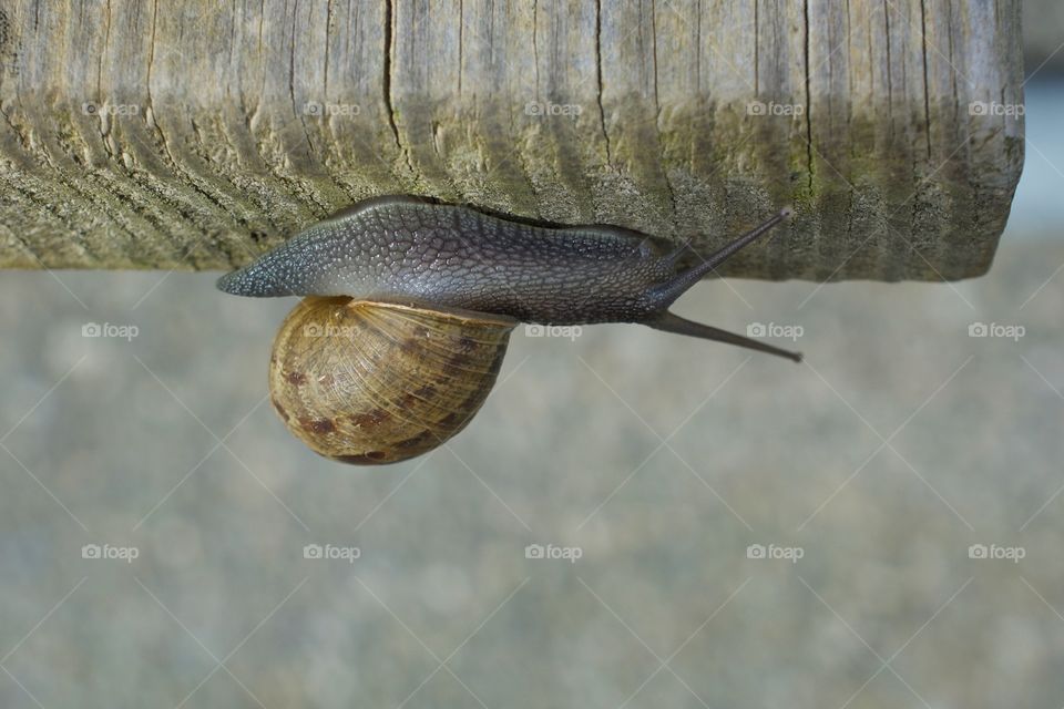 Upside down snail