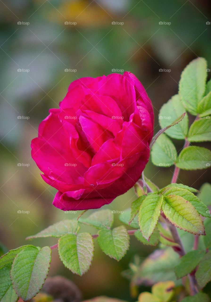 The last rose of the year. Vibrant pink rose on an outdoor rosebush during autumn in New England 2022.
