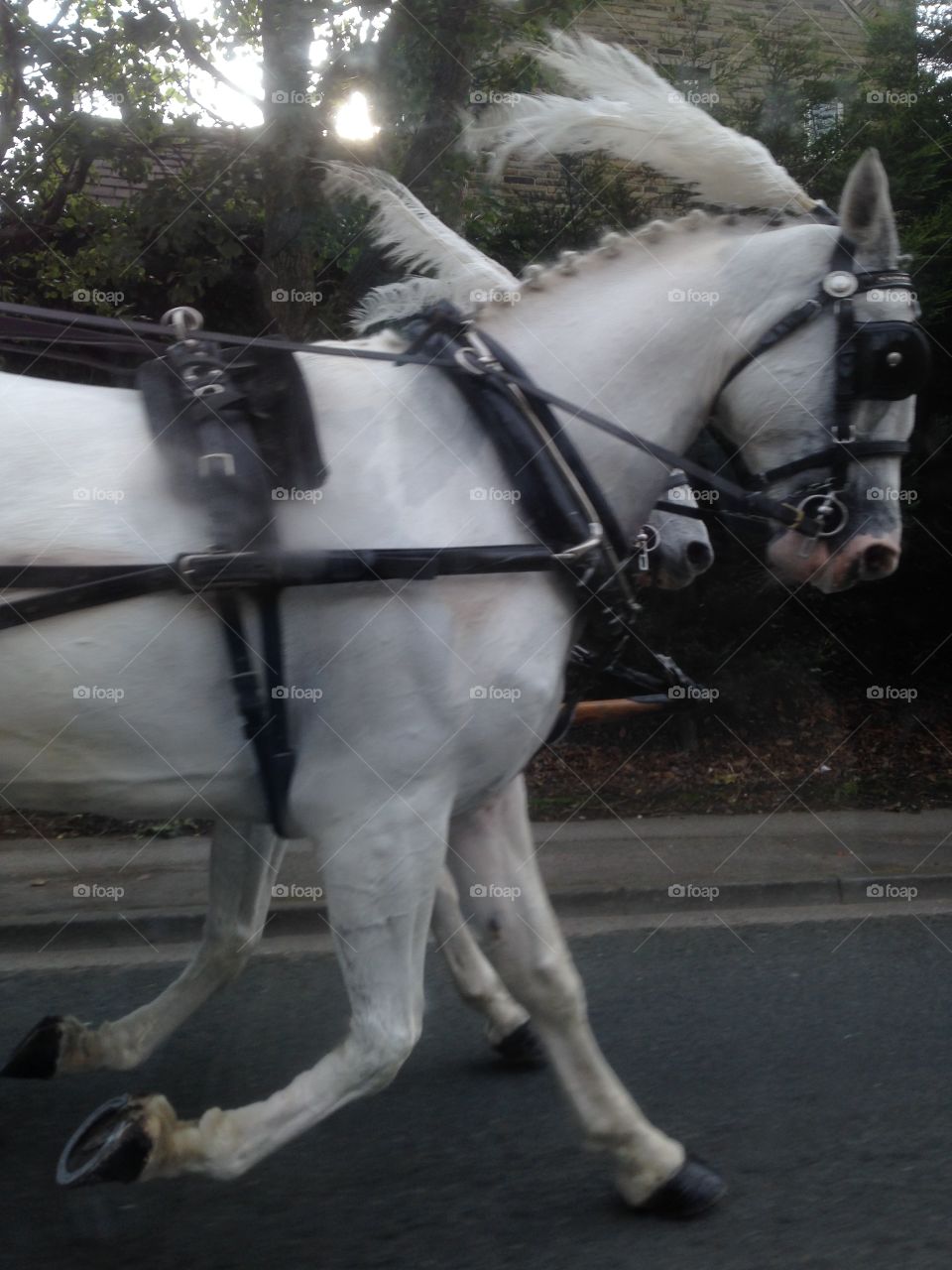 Trot on. Two beautiful white horses travelling down the road at a trot beautifully timed together