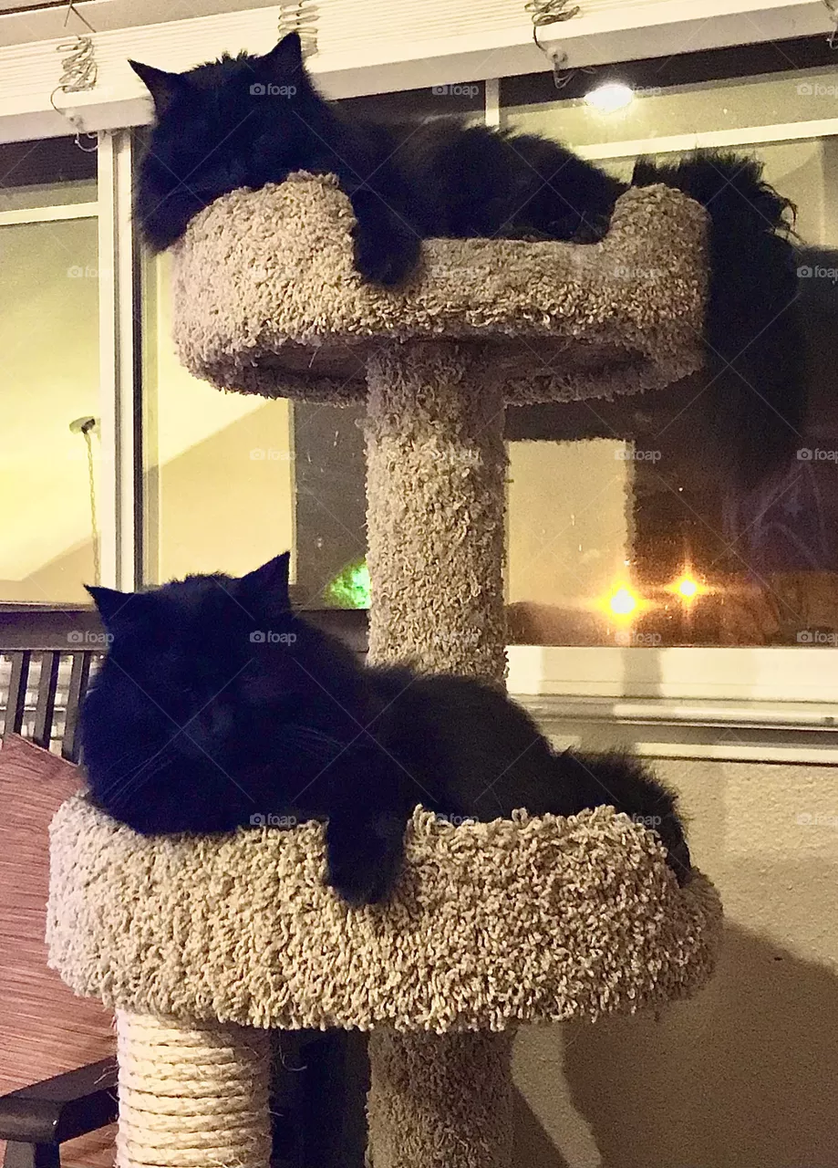 Twin black cats do double decker nap