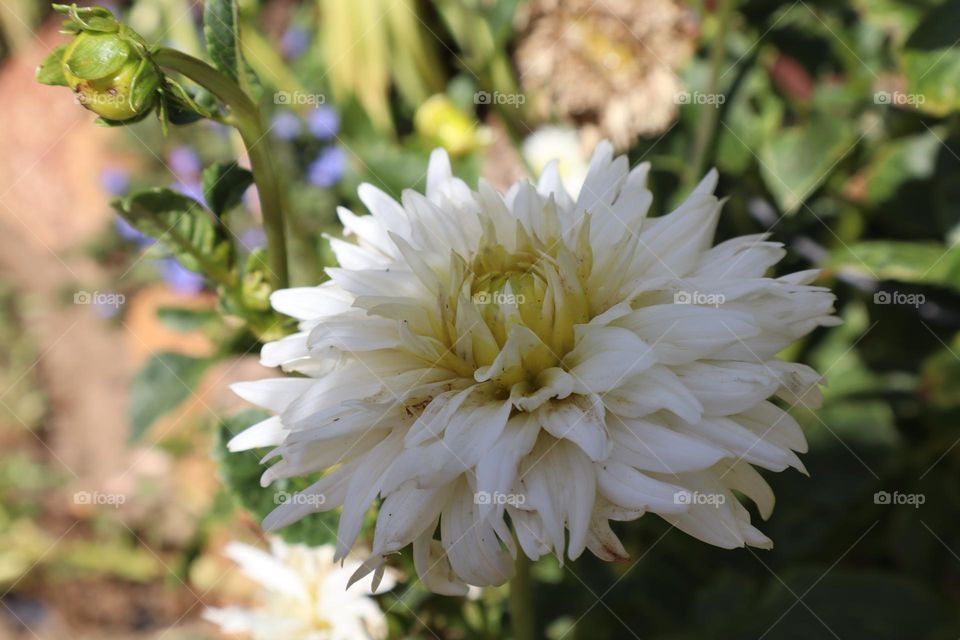 White dahlia flower
