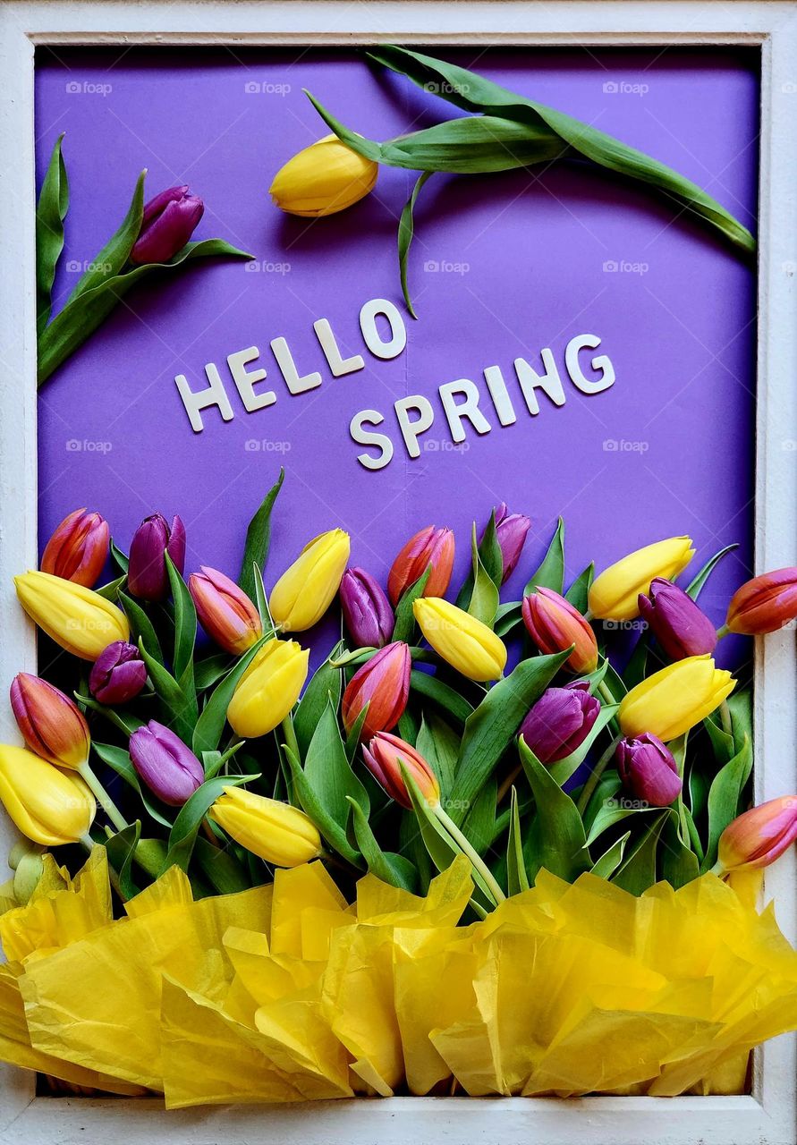 Purple and yellow spring flatlay composition made of a wooden frame on a purple background, wooden letters "Hello spring", purple and yellow tulips, and yellow silk papers