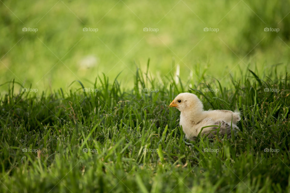 chick walking in The grass