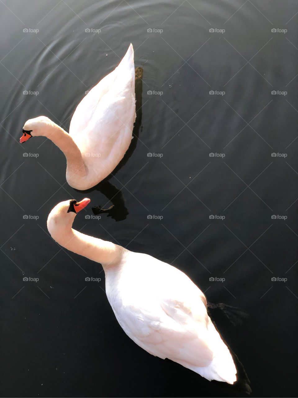2 swan 🦢