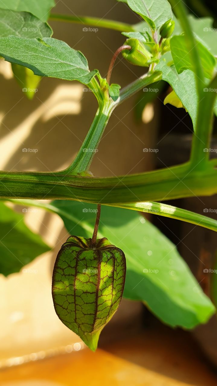 physalis angulata