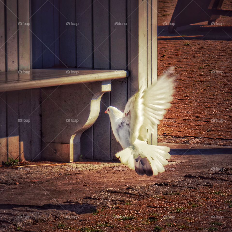 Pigeon . Pigeon with flapping wings landing

