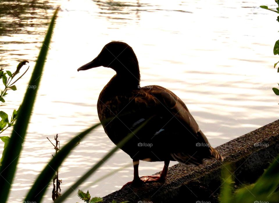 duck silhouette