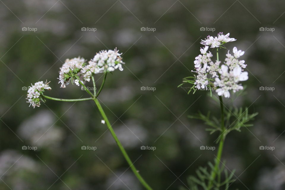 welcome..spring season.. flower of green coriander