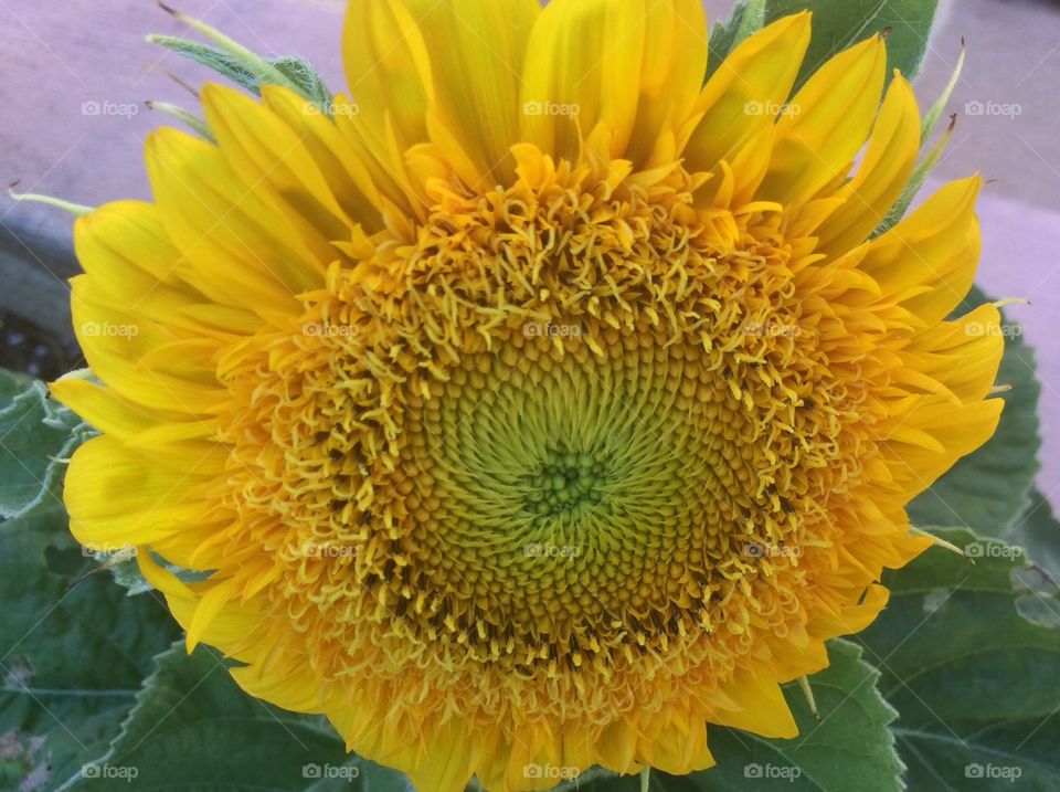 Dwarf Teddy Bear Sunflower.