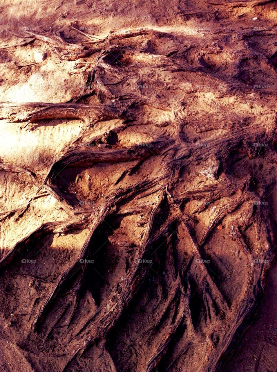 Root tree texture