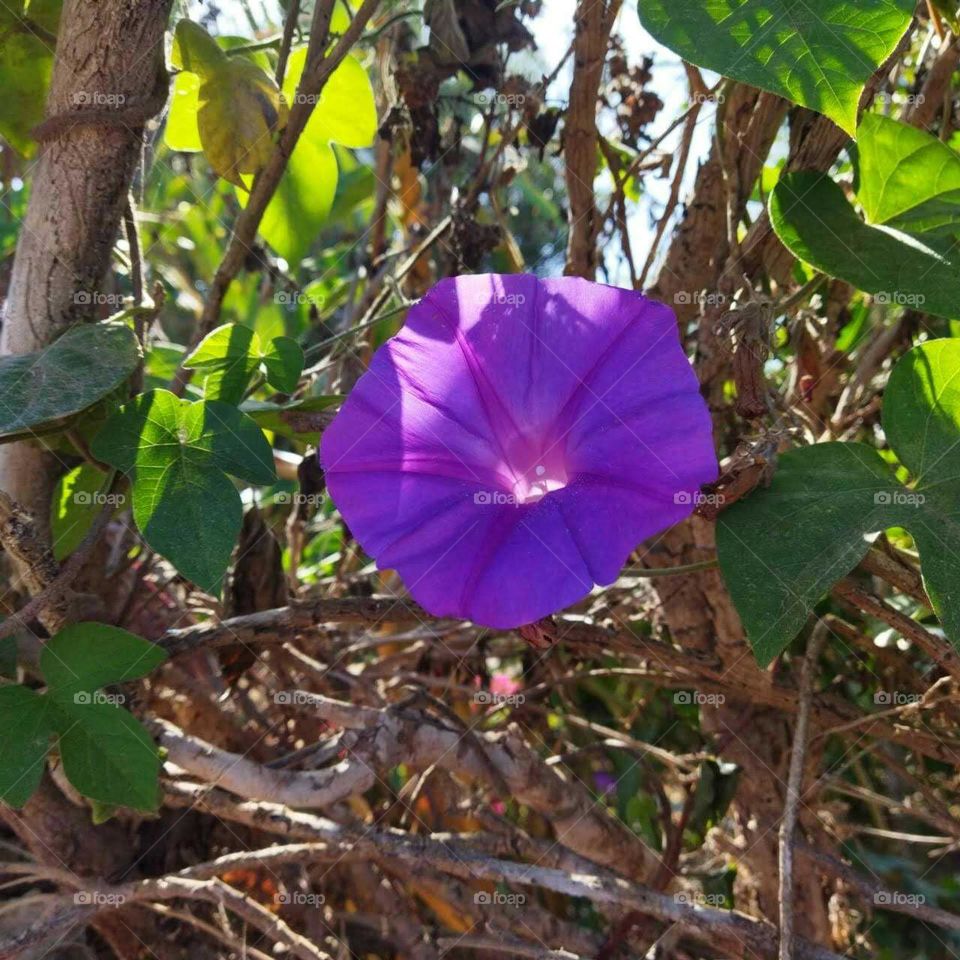 Beautiful violet flower.