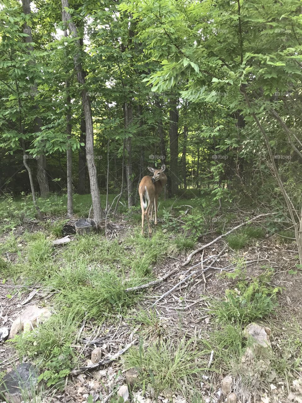 Deer in the woods