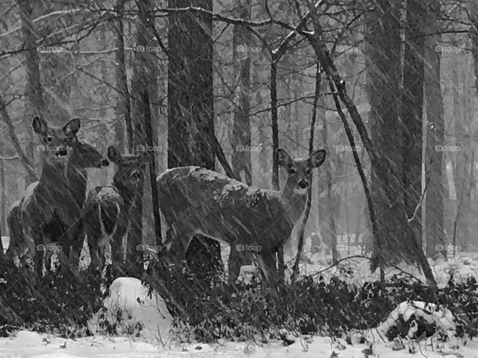 Deer in Winter Snowstorm 