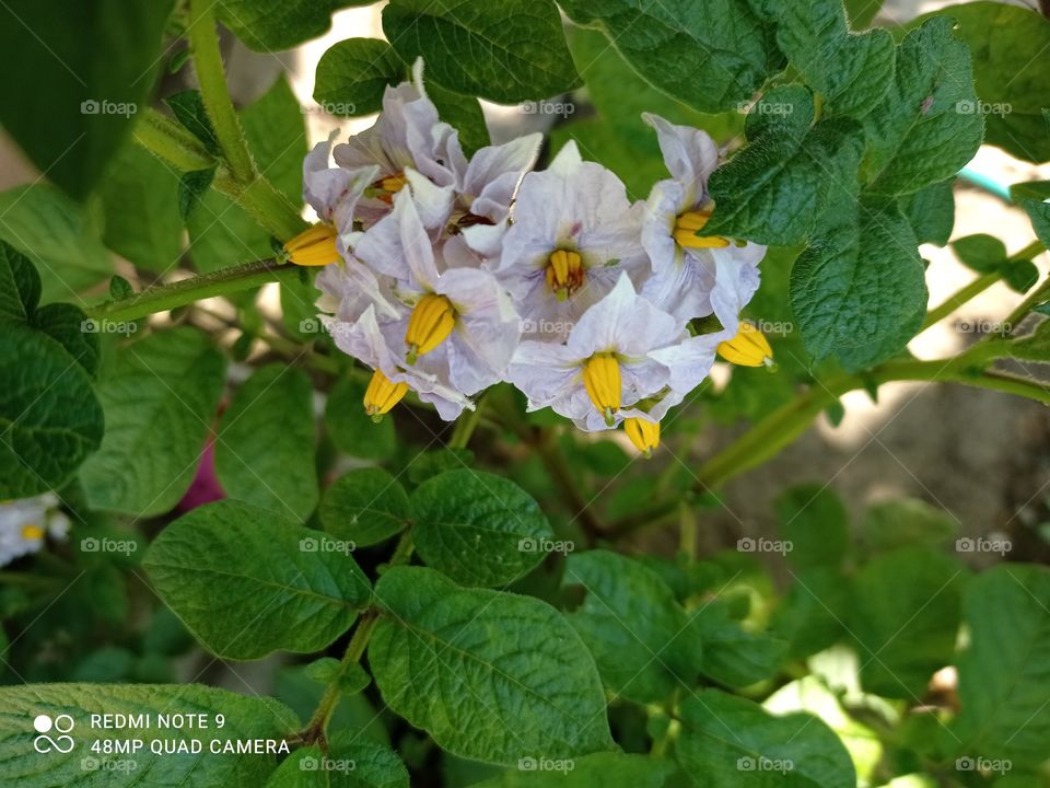 Flowering potatoes