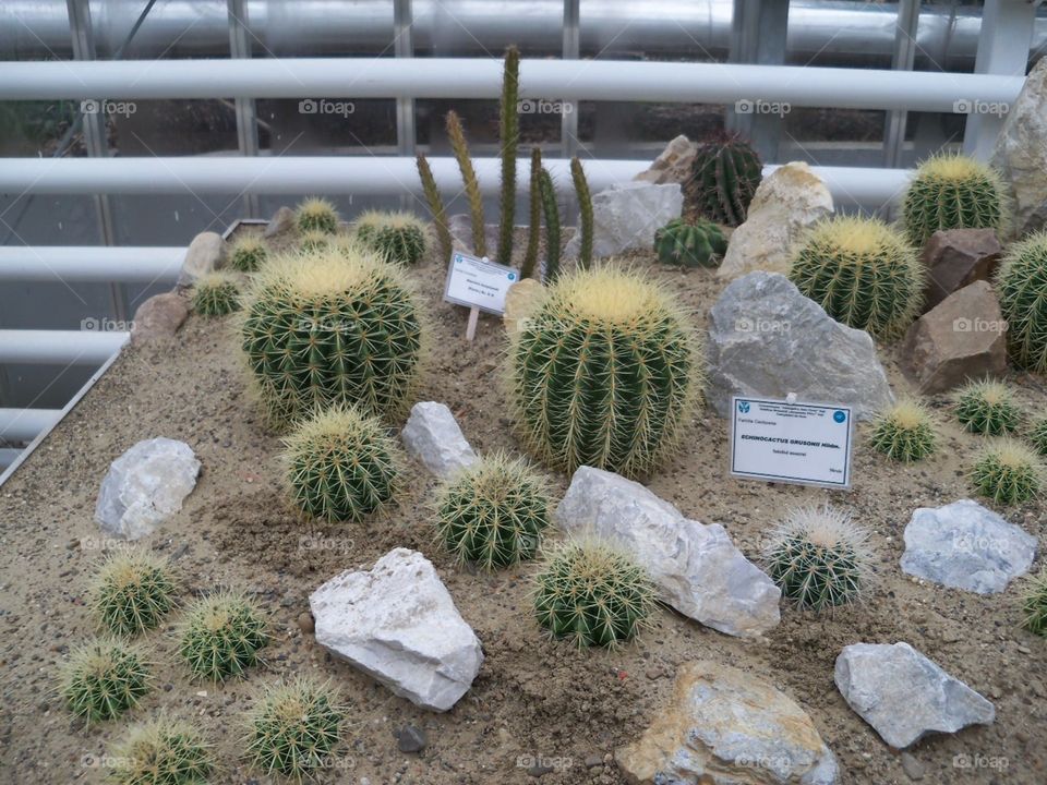 cactus