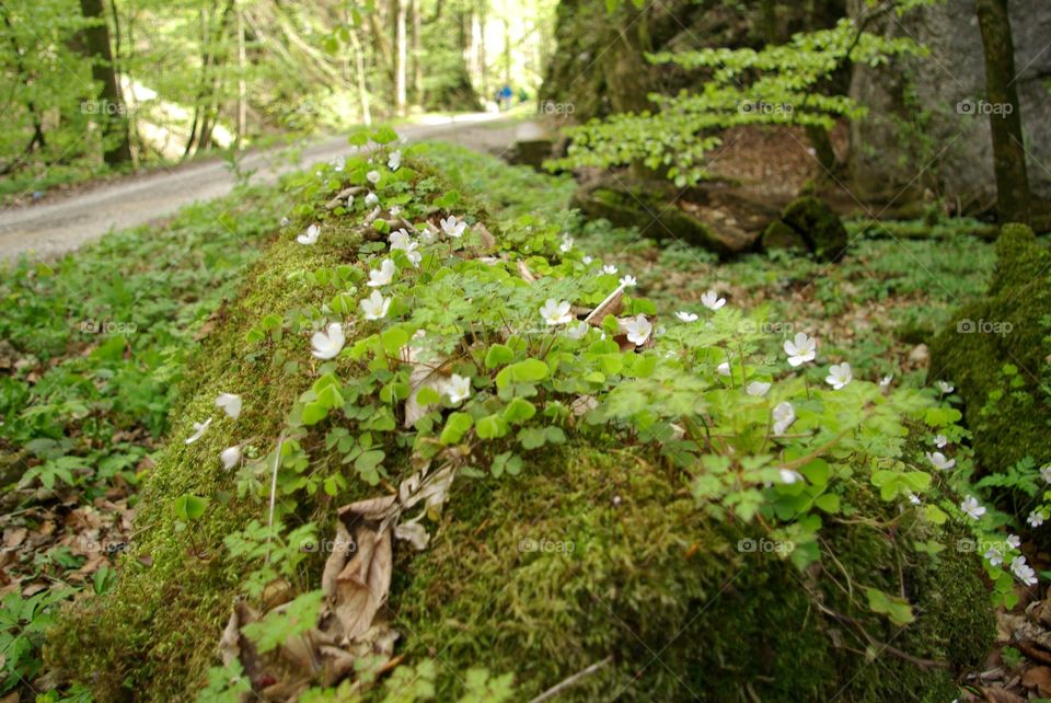 Wildflowers