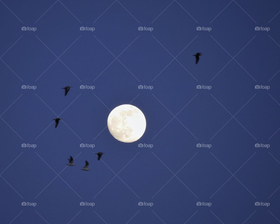 Seagulls flying next full moon