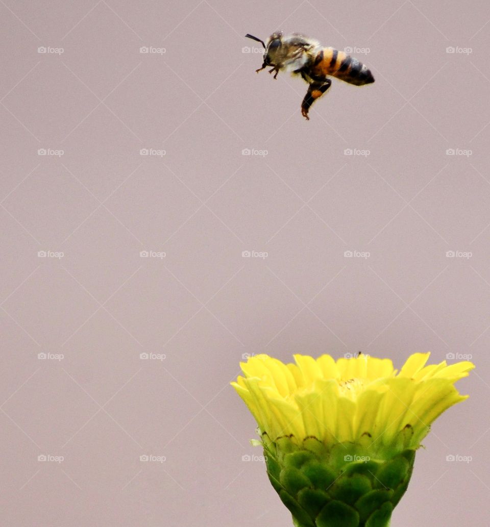 bee